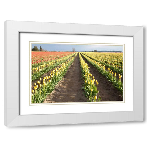 Tulips at Sunset III White Modern Wood Framed Art Print with Double Matting by Styber, Dana