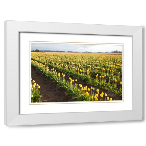 Tulips at Sunset IV White Modern Wood Framed Art Print with Double Matting by Styber, Dana
