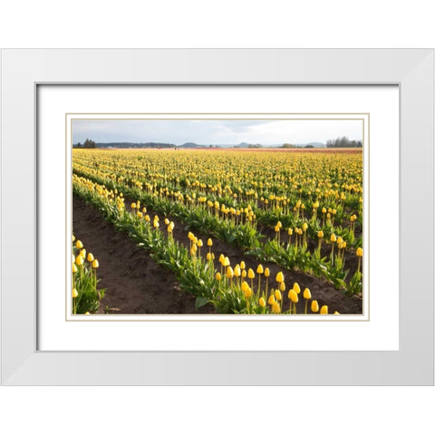 Tulips at Sunset IV White Modern Wood Framed Art Print with Double Matting by Styber, Dana