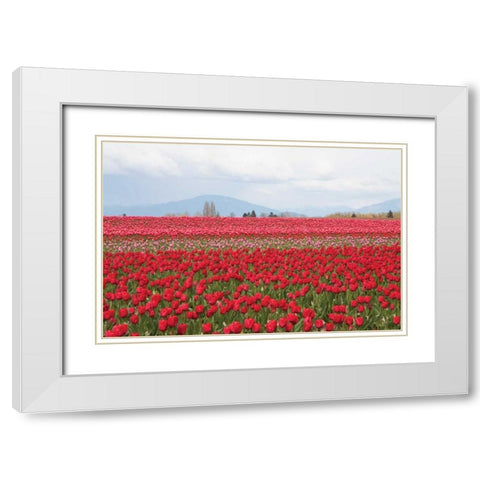 Red Tulip Mound II White Modern Wood Framed Art Print with Double Matting by Styber, Dana