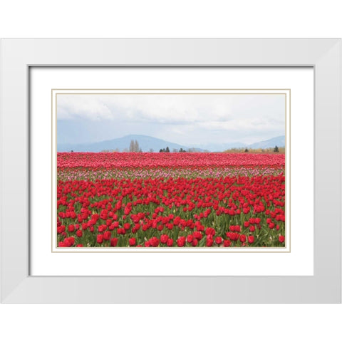 Red Tulip Mound II White Modern Wood Framed Art Print with Double Matting by Styber, Dana