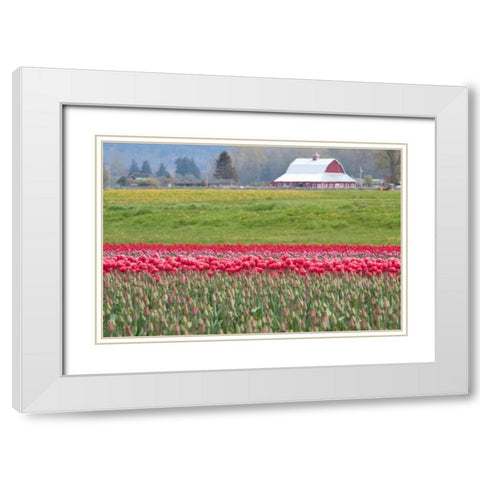 Red Tulip Barn White Modern Wood Framed Art Print with Double Matting by Styber, Dana