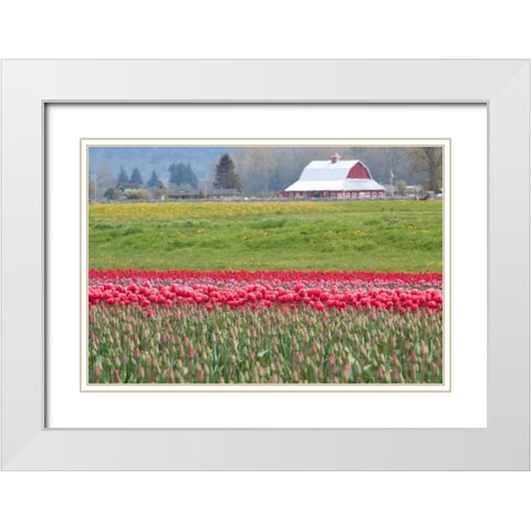 Red Tulip Barn White Modern Wood Framed Art Print with Double Matting by Styber, Dana