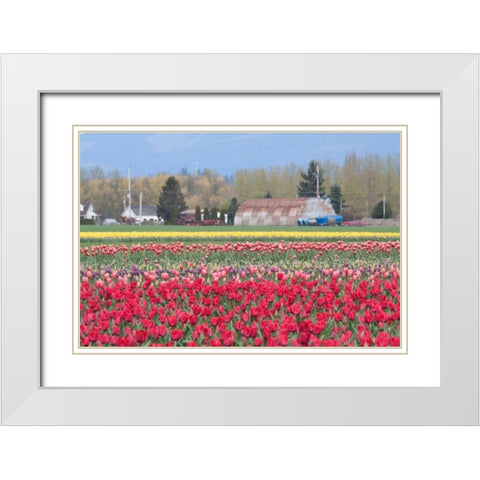 Red Tulip Farm White Modern Wood Framed Art Print with Double Matting by Styber, Dana