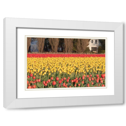Red and Orange Tulips White Modern Wood Framed Art Print with Double Matting by Styber, Dana