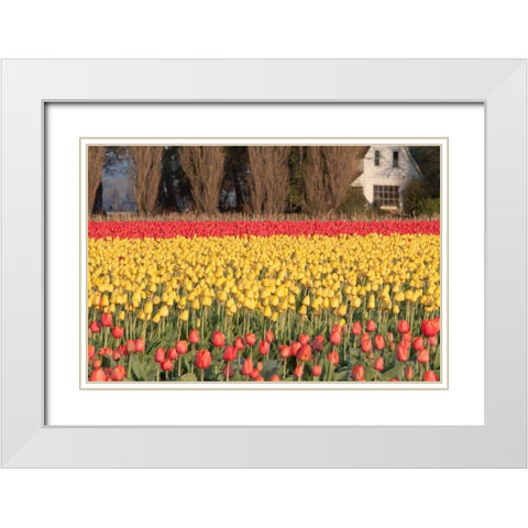 Red and Orange Tulips White Modern Wood Framed Art Print with Double Matting by Styber, Dana