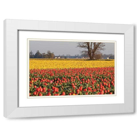 Yellow and Orange Tulips I White Modern Wood Framed Art Print with Double Matting by Styber, Dana