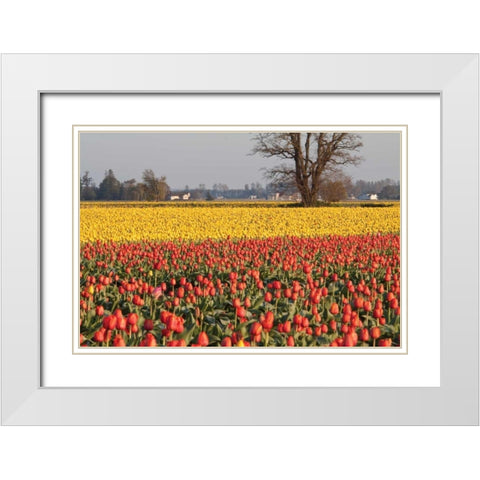 Yellow and Orange Tulips I White Modern Wood Framed Art Print with Double Matting by Styber, Dana