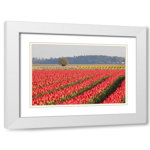 Lonesome Tree White Modern Wood Framed Art Print with Double Matting by Styber, Dana