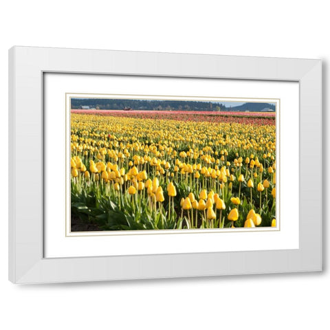 Yellow and Orange Tulips II White Modern Wood Framed Art Print with Double Matting by Styber, Dana