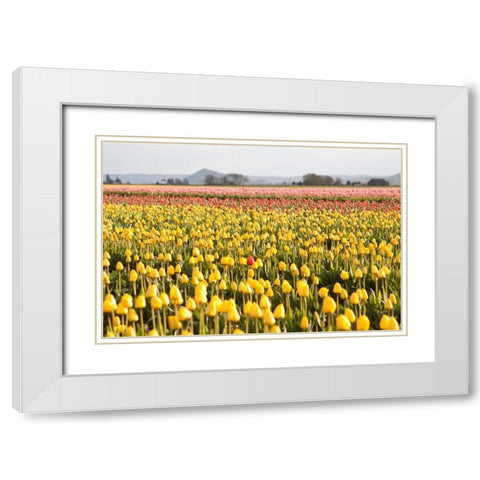 Yellow and Orange Tulips III White Modern Wood Framed Art Print with Double Matting by Styber, Dana