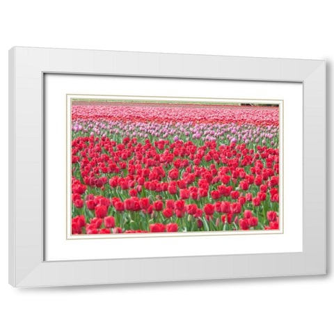 March of the Tulips I White Modern Wood Framed Art Print with Double Matting by Styber, Dana