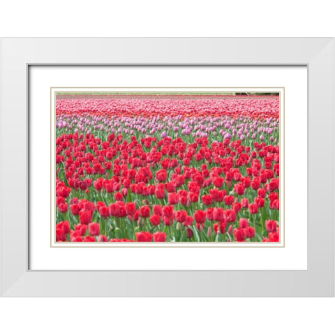 March of the Tulips I White Modern Wood Framed Art Print with Double Matting by Styber, Dana