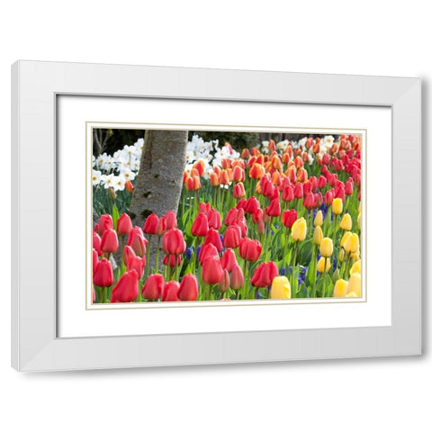Tulip Bed I White Modern Wood Framed Art Print with Double Matting by Styber, Dana