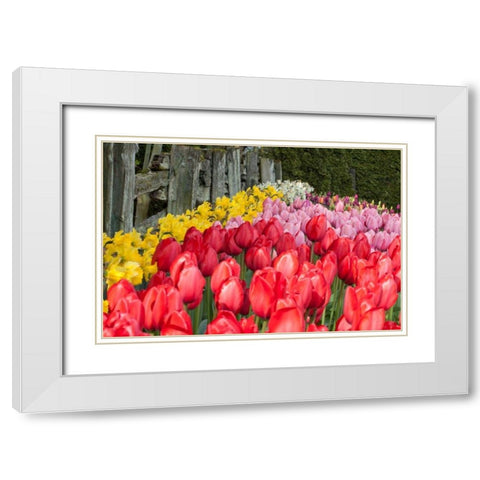Tulip Bed II White Modern Wood Framed Art Print with Double Matting by Styber, Dana