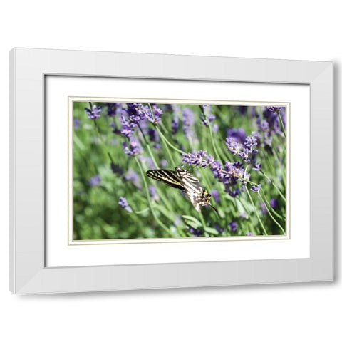Lavender and Butterfly I White Modern Wood Framed Art Print with Double Matting by Styber, Dana