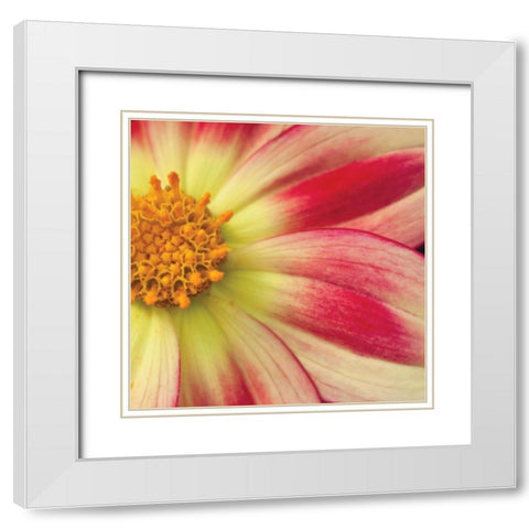 Starburst Square III White Modern Wood Framed Art Print with Double Matting by Styber, Dana
