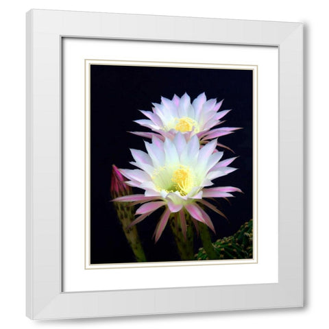 Echinopsis Flowers III White Modern Wood Framed Art Print with Double Matting by Taylor, Douglas