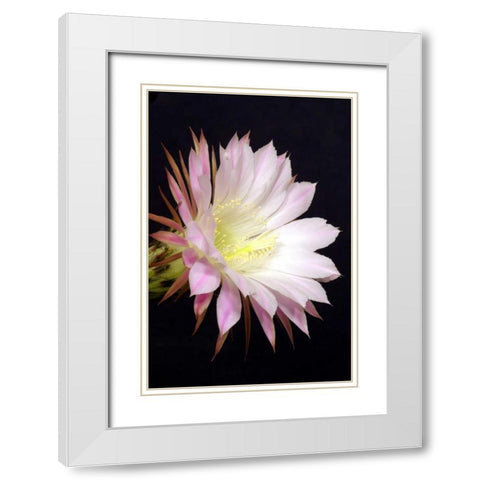 Echinopsis Flowers IV White Modern Wood Framed Art Print with Double Matting by Taylor, Douglas