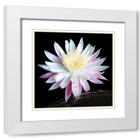 Queen of the Night I White Modern Wood Framed Art Print with Double Matting by Taylor, Douglas