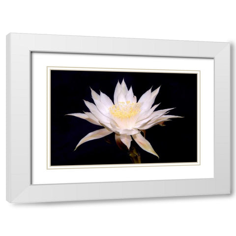 Night Blooms White Modern Wood Framed Art Print with Double Matting by Taylor, Douglas