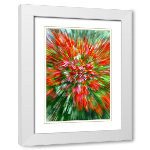 Firecracker Bush White Modern Wood Framed Art Print with Double Matting by Taylor, Douglas