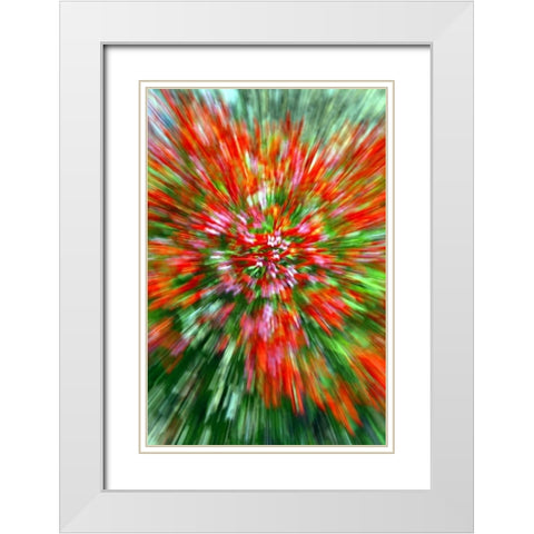 Firecracker Bush White Modern Wood Framed Art Print with Double Matting by Taylor, Douglas