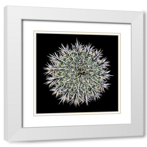 Saguaro Mandala I White Modern Wood Framed Art Print with Double Matting by Taylor, Douglas