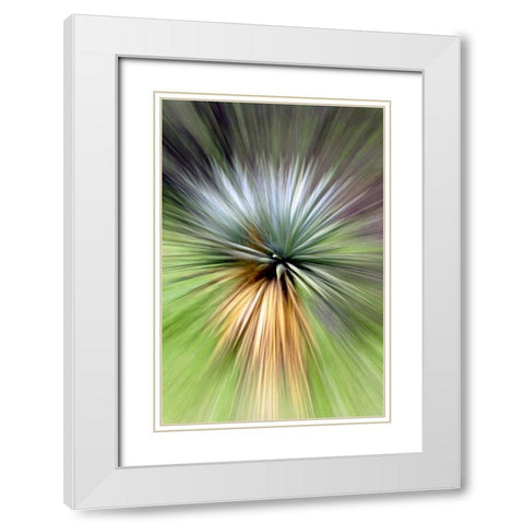 Mountain Yucca White Modern Wood Framed Art Print with Double Matting by Taylor, Douglas