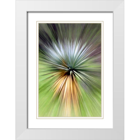 Mountain Yucca White Modern Wood Framed Art Print with Double Matting by Taylor, Douglas