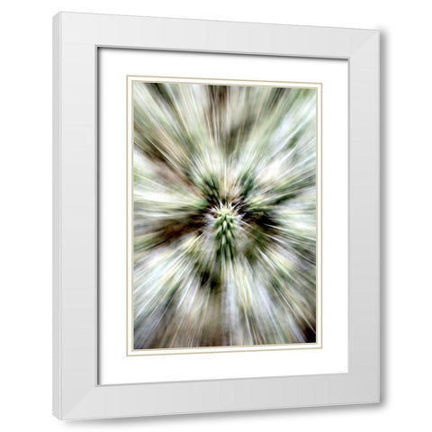 Cactus Spines White Modern Wood Framed Art Print with Double Matting by Taylor, Douglas