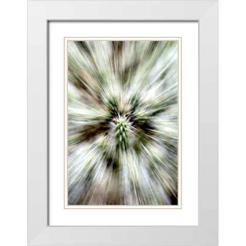 Cactus Spines White Modern Wood Framed Art Print with Double Matting by Taylor, Douglas