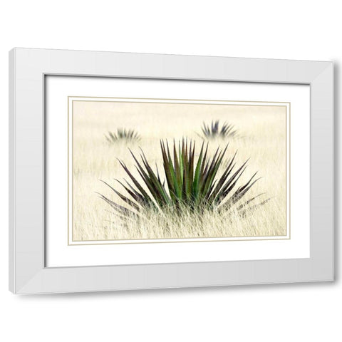 Agave I White Modern Wood Framed Art Print with Double Matting by Taylor, Douglas