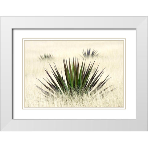 Agave I White Modern Wood Framed Art Print with Double Matting by Taylor, Douglas
