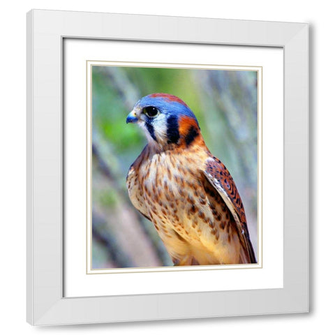 American Kestrel White Modern Wood Framed Art Print with Double Matting by Taylor, Douglas
