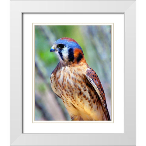 American Kestrel White Modern Wood Framed Art Print with Double Matting by Taylor, Douglas