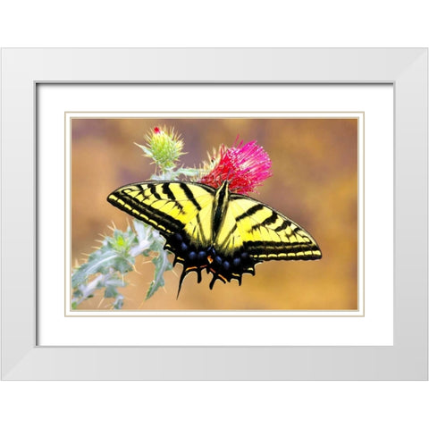 Swallowtail White Modern Wood Framed Art Print with Double Matting by Taylor, Douglas