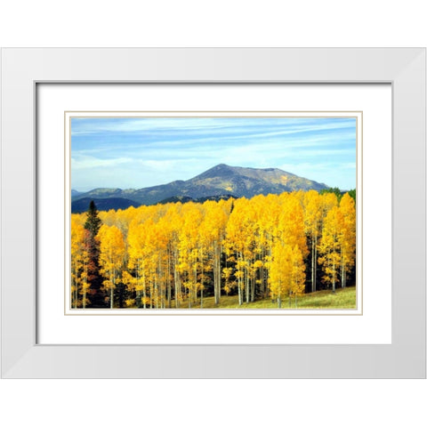 Aspens of Autumn I White Modern Wood Framed Art Print with Double Matting by Taylor, Douglas