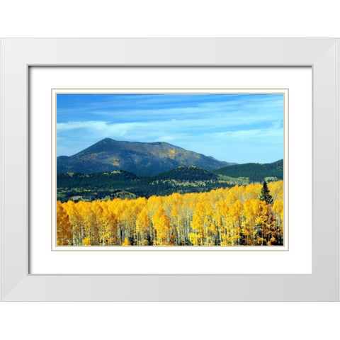 Aspens of Autumn II White Modern Wood Framed Art Print with Double Matting by Taylor, Douglas