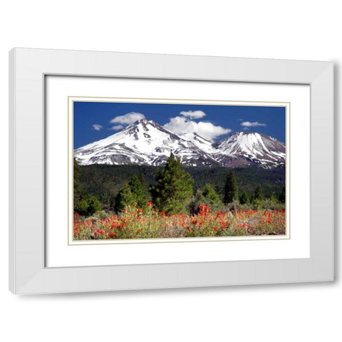 Indian Paintbrush White Modern Wood Framed Art Print with Double Matting by Taylor, Douglas