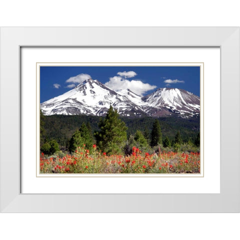Indian Paintbrush White Modern Wood Framed Art Print with Double Matting by Taylor, Douglas