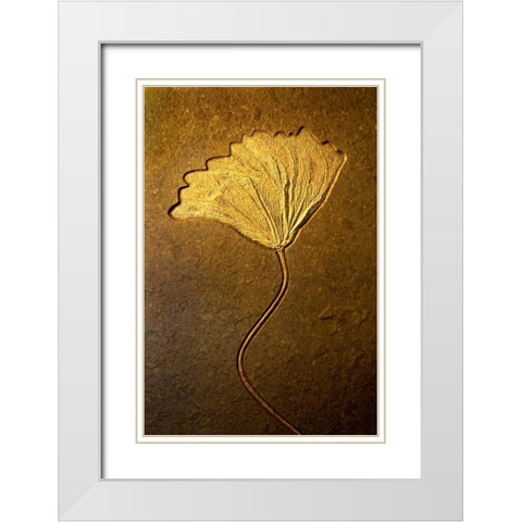 Crinoids II White Modern Wood Framed Art Print with Double Matting by Taylor, Douglas
