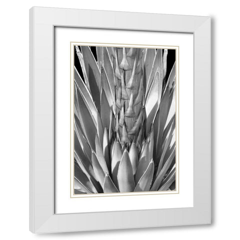 Flowering Agave BW White Modern Wood Framed Art Print with Double Matting by Taylor, Douglas