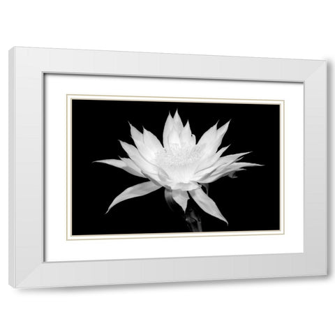 Cereus BW White Modern Wood Framed Art Print with Double Matting by Taylor, Douglas