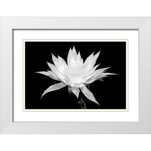 Cereus BW White Modern Wood Framed Art Print with Double Matting by Taylor, Douglas