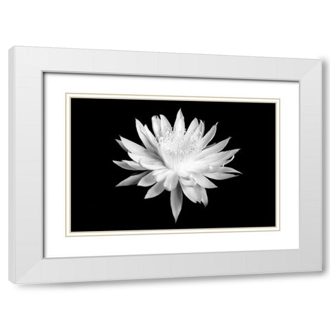 Queen of the Night BW I White Modern Wood Framed Art Print with Double Matting by Taylor, Douglas