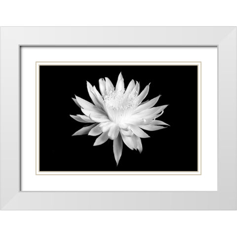 Queen of the Night BW I White Modern Wood Framed Art Print with Double Matting by Taylor, Douglas
