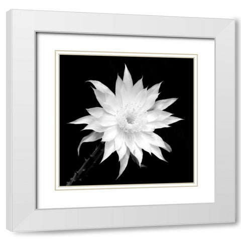 Penocereus Greggii BW White Modern Wood Framed Art Print with Double Matting by Taylor, Douglas