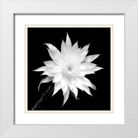 Penocereus Greggii BW White Modern Wood Framed Art Print with Double Matting by Taylor, Douglas