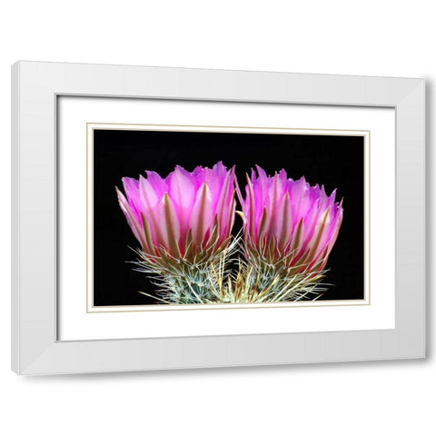 Hedgehog Flowers II White Modern Wood Framed Art Print with Double Matting by Taylor, Douglas